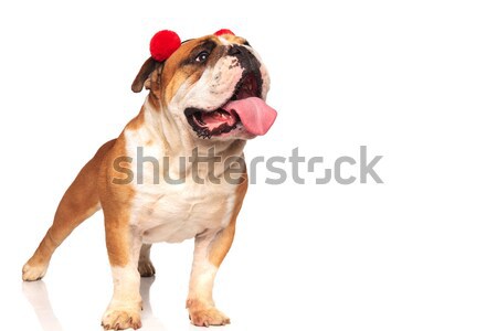 cute english bulldog wearing red fur ear muffs  Stock photo © feedough