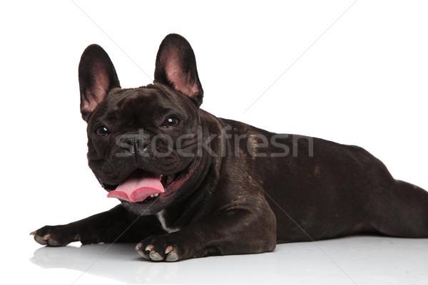 side view of cute lying french bulldog panting Stock photo © feedough