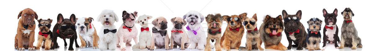 adorable large team of stylish dogs with bowties Stock photo © feedough