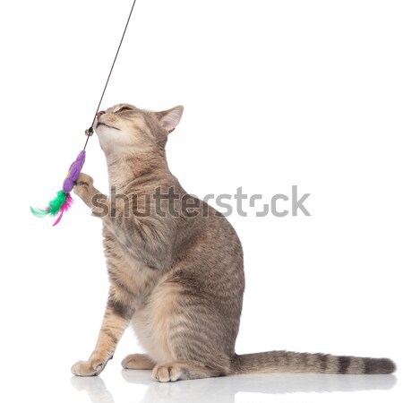 好奇心の強い 猫 立って 2 脚 ストックフォト © feedough