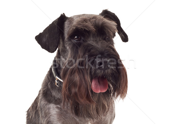 Piccolo nero schnauzer faccia ritratto foto Foto d'archivio © feedough