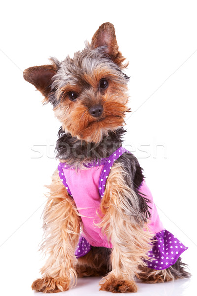 Stockfoto: Yorkshire · puppy · hond · naar · nieuwsgierig