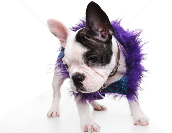 Triest weinig frans bulldog puppy Stockfoto © feedough