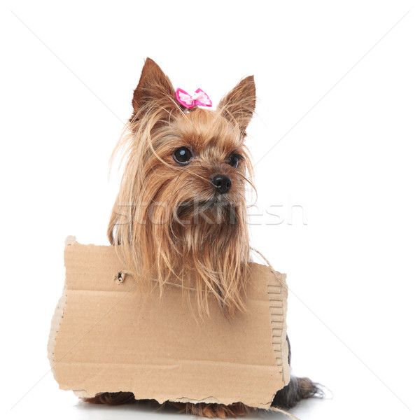 cute sad yorkshire terrier begging for food, Stock photo © feedough