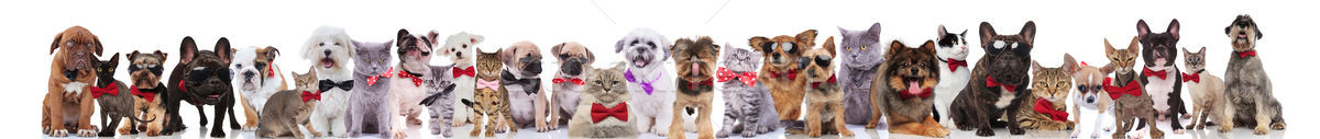 many stylish cats and dogs wearing bowties and sunglasses Stock photo © feedough