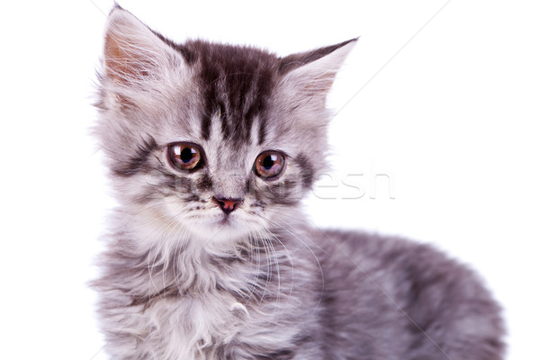 [[stock_photo]]: Cute · bébé · argent · chat · photos