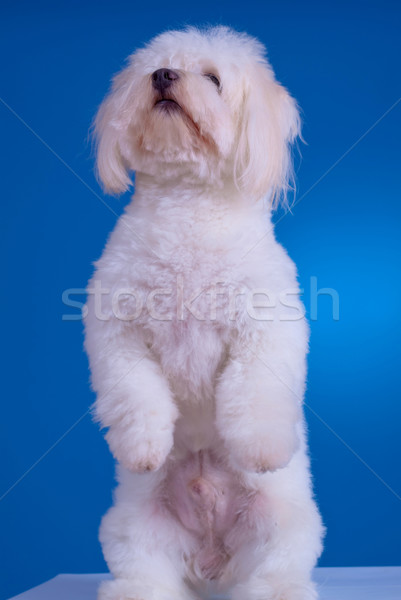 Stock foto: Hund · stehen · Beine · Bild · blau · Porträt