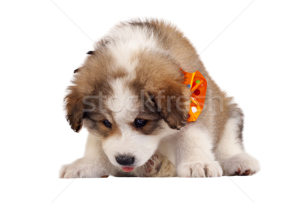 furry puppy Stock photo © feedough