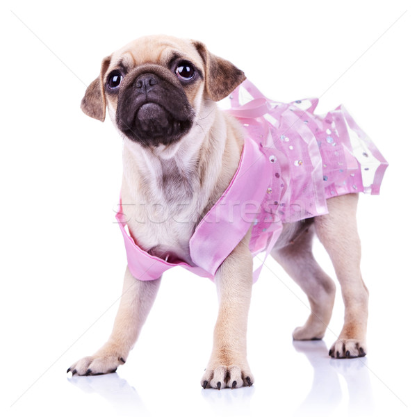 cute pug puppy in a pink dress Stock photo © feedough