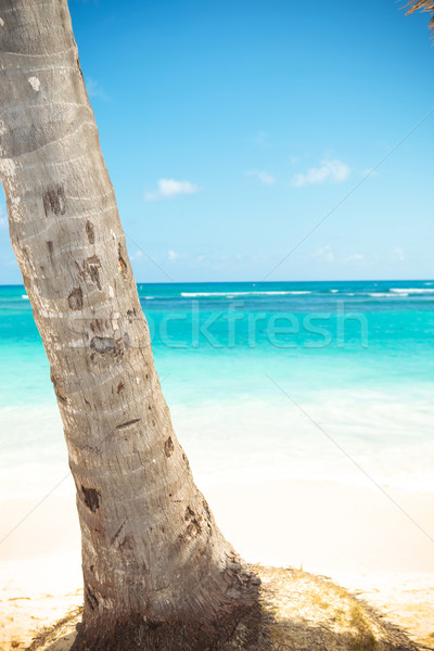 Palmboom mooie caribbean zee foto Stockfoto © feedough