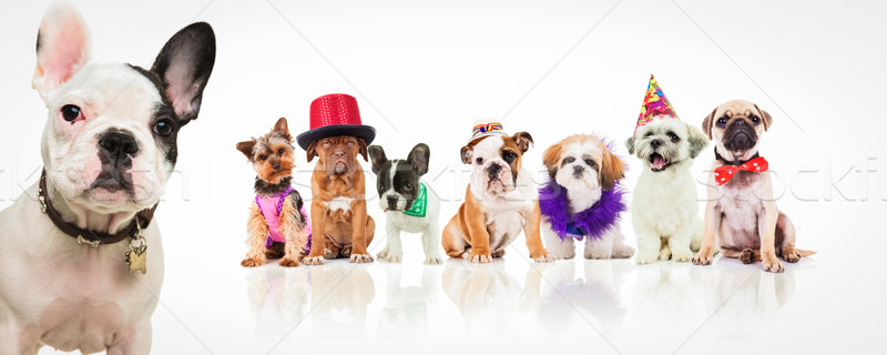 Wat kostuum frans bulldog permanente veel Stockfoto © feedough