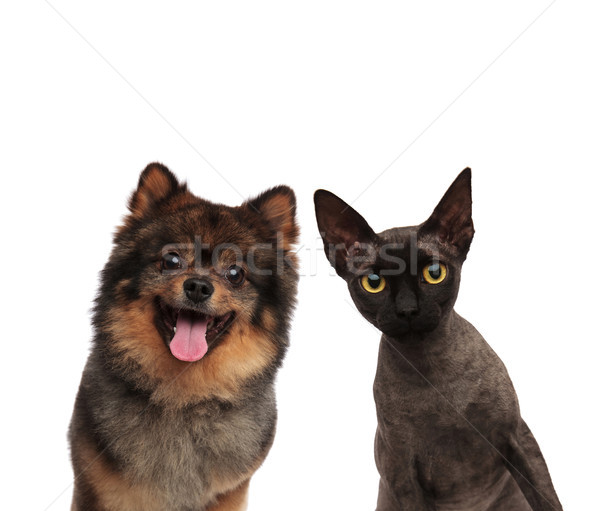 cute pomeranian dog and black cat looking curious Stock photo © feedough