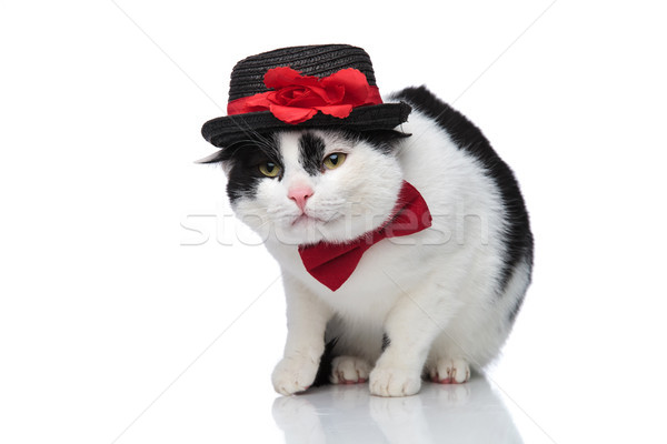 Stílusos macska piros csokornyakkendő fekete kalap Stock fotó © feedough
