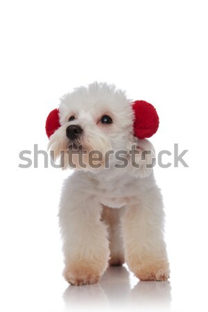 cute bichon wearing red fluffy earmuffs looks to side Stock photo © feedough