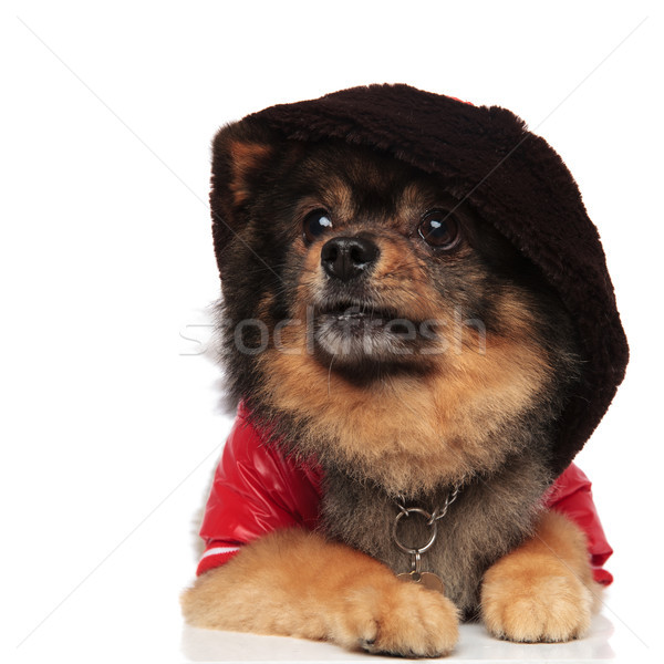 surprised pom with hoodie on head looks up to side Stock photo © feedough