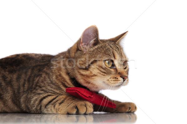 Brytyjski patrząc strona czerwony kot Zdjęcia stock © feedough