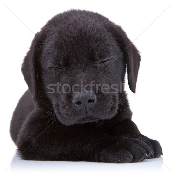 tired  black labrador Stock photo © feedough