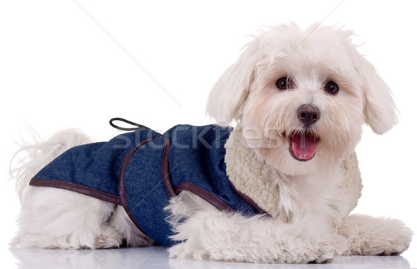 Cachorro azul roupa isolado branco retrato Foto stock © feedough