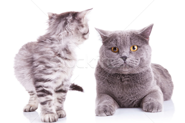 kitten looking at an adult cat Stock photo © feedough