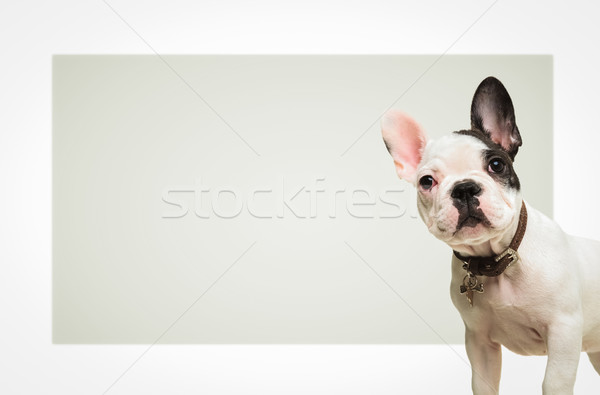 french bulldog  standing in front of a big blank board Stock photo © feedough