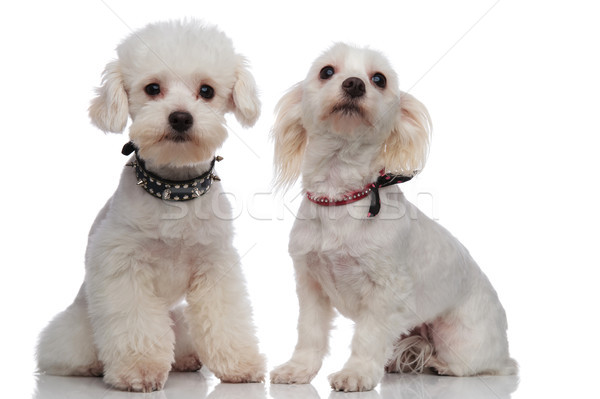 adorable proud bichon couple wearing cute collars Stock photo © feedough