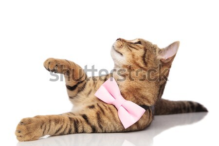 stylish british fold raising hand while looking up to side Stock photo © feedough