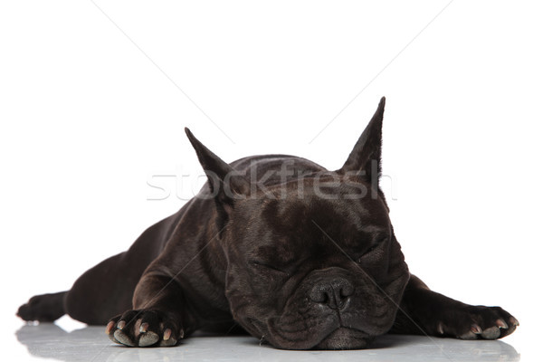 Stockfoto: Moe · zwarte · frans · bulldog · slapen · buik