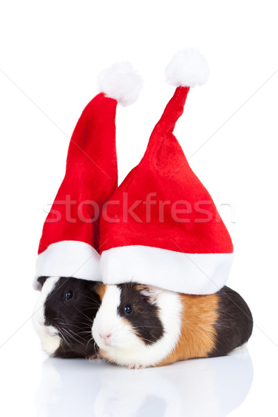 guinea pigs with Christmas hat  Stock photo © feedough