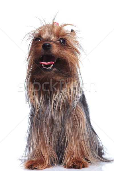  cute yorkshire sitting and panting Stock photo © feedough