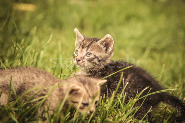 baby cats playing in the grass Stock photo © feedough