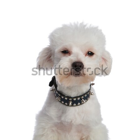 close up of cute bichon wearing a spiked collar Stock photo © feedough