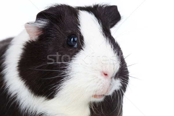adorable guinea pig isolated Stock photo © feedough