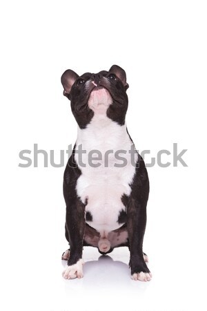 Foto stock: Francês · buldogue · cachorro · sessão · branco