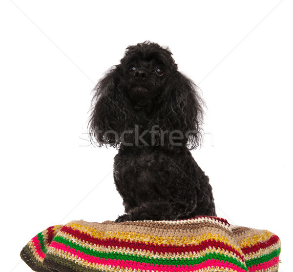 Schwarz Pudel Aussehen up Sitzung farbenreich Stock foto © feedough