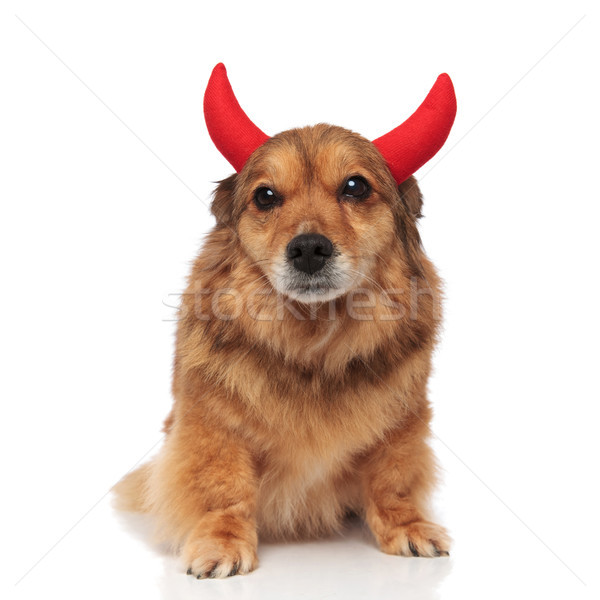 seated brown metis dog wears red devil horns headband Stock photo © feedough