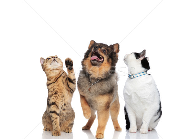two curious cats and a pomeranian looking up Stock photo © feedough