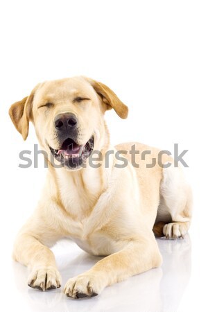 stock photo: golden retriever posing in studio.