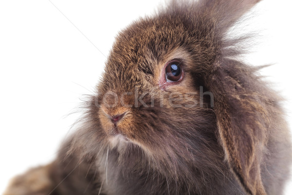 Cute leeuw hoofd konijn bunny naar Stockfoto © feedough