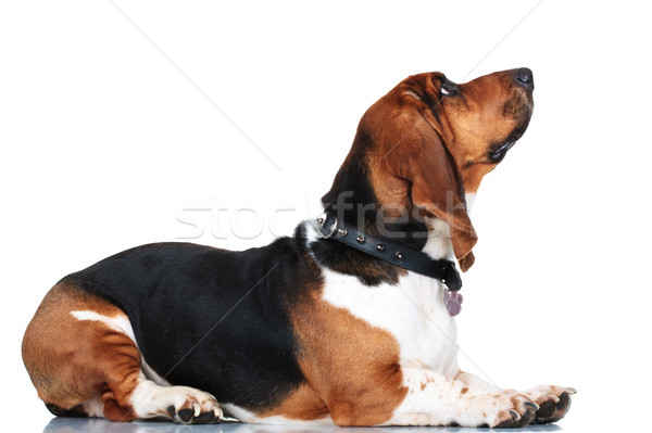 side view of a basset hound lying down looking up  Stock photo © feedough