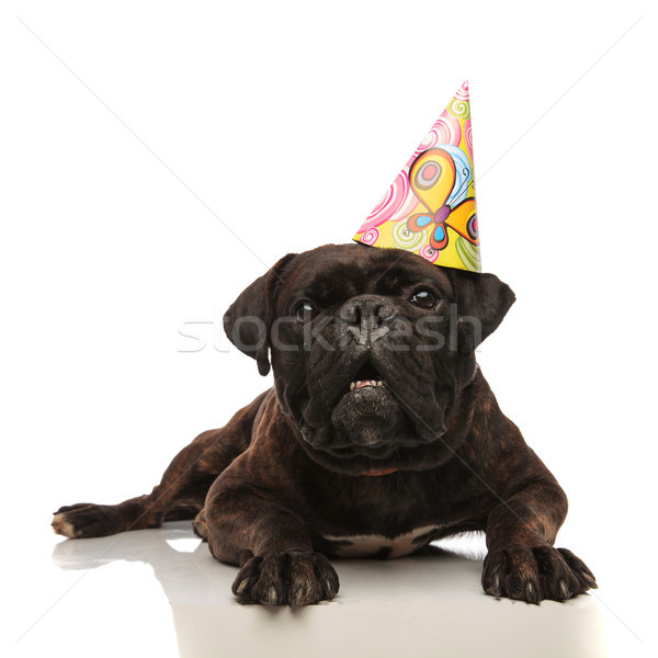 Foto stock: Adorable · negro · boxeador · sorpresa · fiesta · de · cumpleaños · blanco