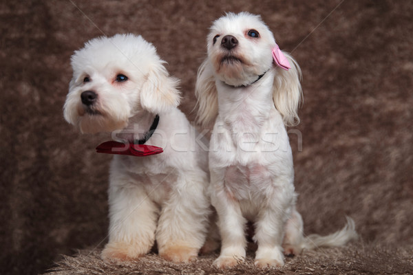 curious elegant bichon couple looks up and to side Stock photo © feedough