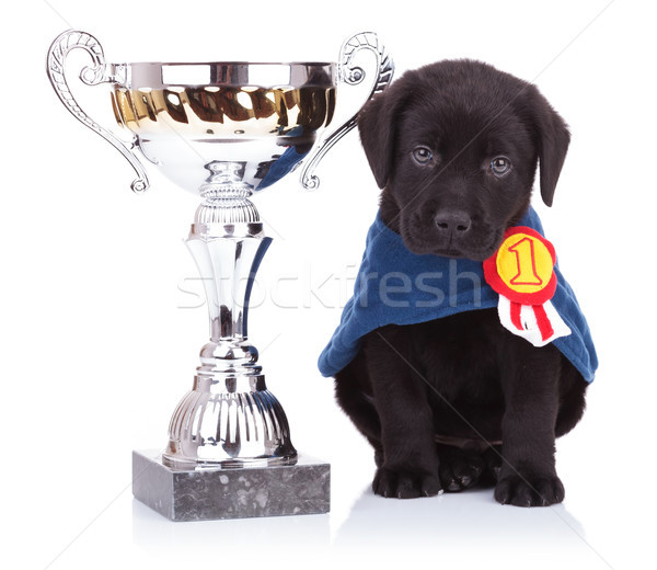  labrador retriever puppy dog sitting near a big trophy Stock photo © feedough