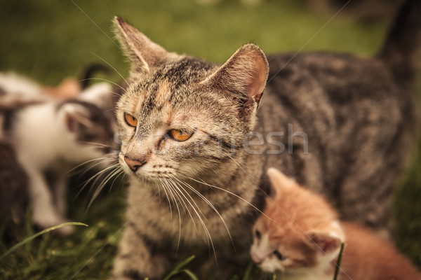 Stockfoto: Moeder · kat · veel · weinig · spelen · gras