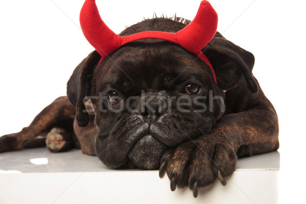 adorable bored black boxer dressed as devil for halloween Stock photo © feedough