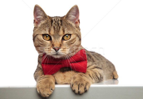 gentleman british fold cat lying with paws hanging Stock photo © feedough