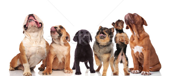 cute group of six curious dogs looking up Stock photo © feedough