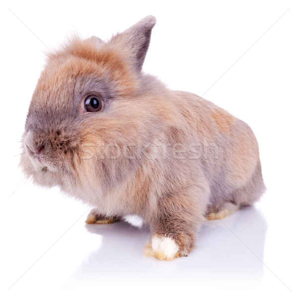 Adorável pequeno marrom coelho olhando câmera Foto stock © feedough