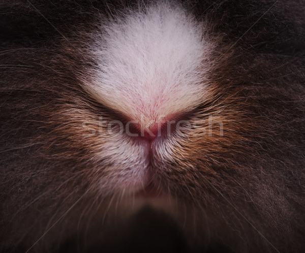 Quadro leão cabeça rabino coelho nariz Foto stock © feedough