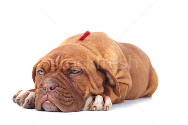Imádnivaló Bordeau kutyakölyök külső álmos fehér Stock fotó © feedough
