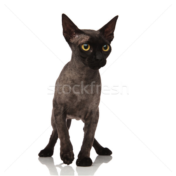愛らしい グレー 猫 黄色 目 ストックフォト © feedough